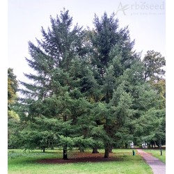 Douglas fir - tree