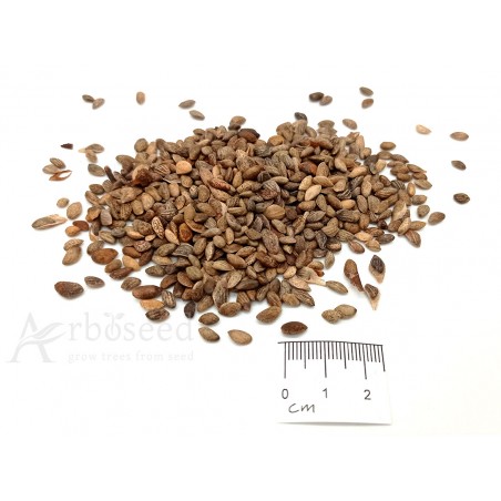 Japanese black pine seeds size